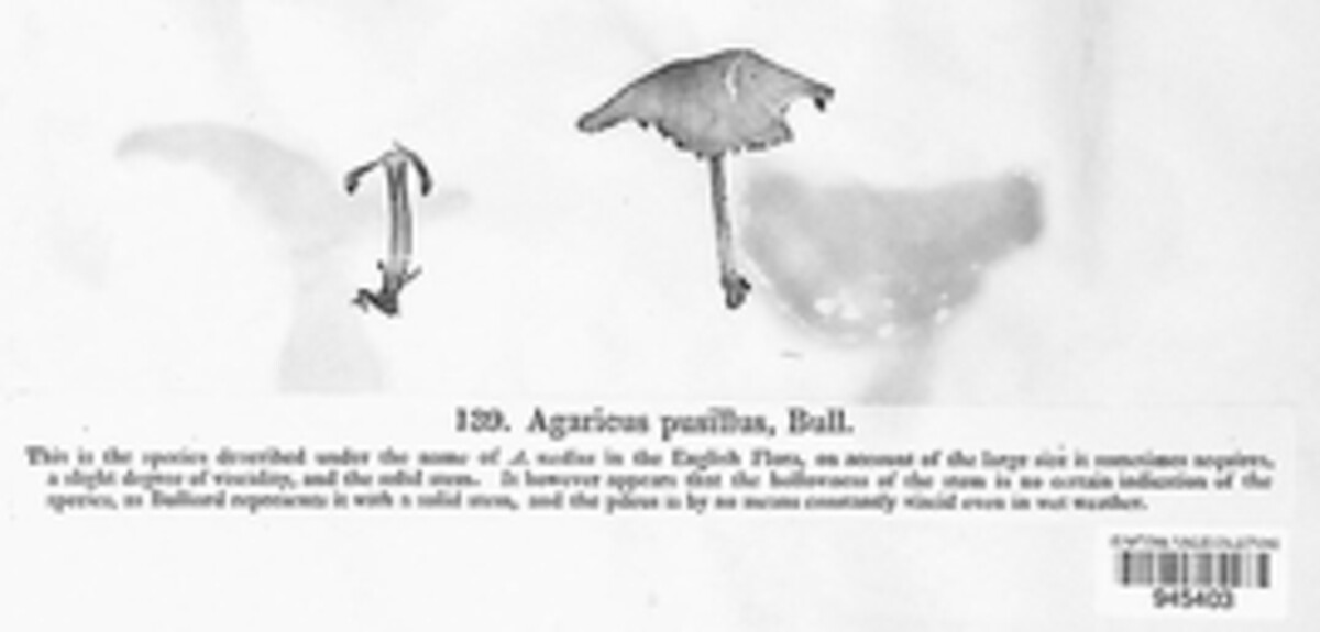 Agaricus micromegethus image